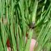 Weed info for Horsetail