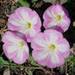 Weed info for Bindweed