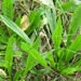 Weed info for Buckhorn Plantain