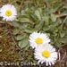 Weed info for English Daisy