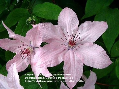 Photo of Clematis uploaded by Roseville