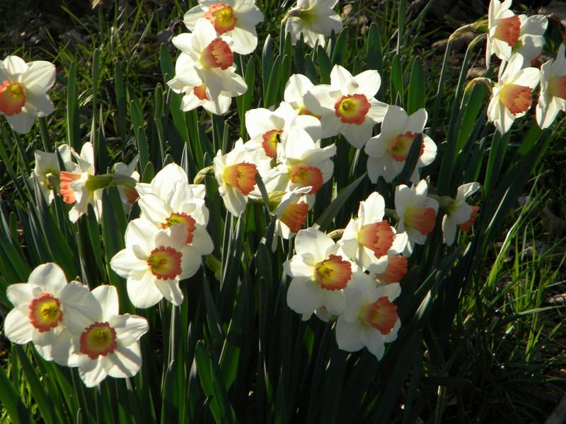 Photo of Large-Cupped Daffodil (Narcissus 'Pink Charm') uploaded by gemini_sage