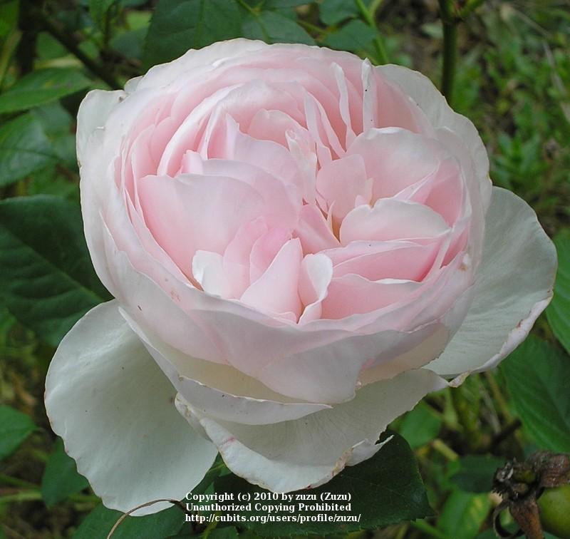 Photo of Rose (Rosa 'Heritage') uploaded by zuzu