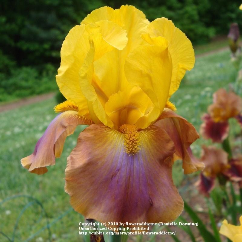 Photo of Tall Bearded Iris (Iris 'Megabucks') uploaded by floweraddictnc