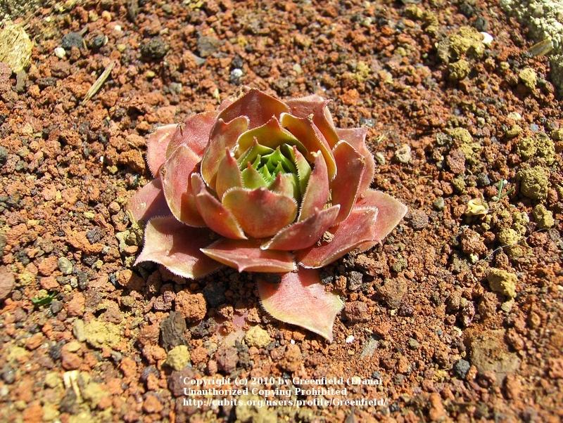 Photo of Sempervivum uploaded by Greenfield