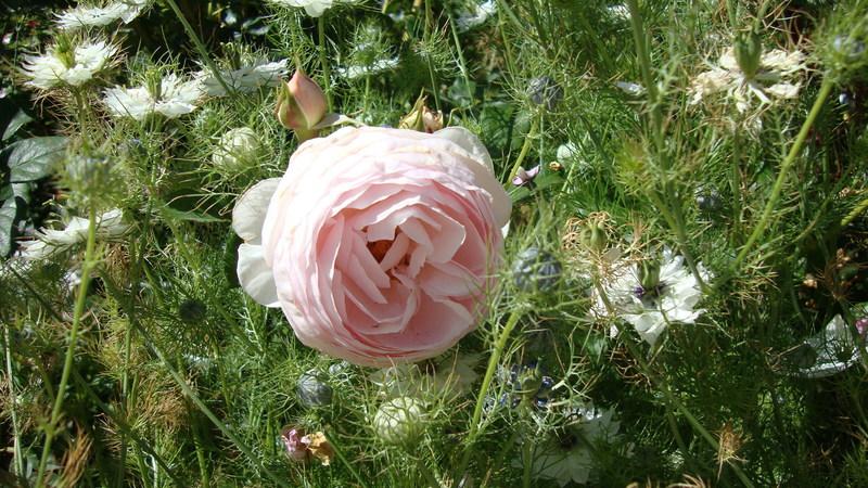Photo of Rose (Rosa 'Heritage') uploaded by stephgem
