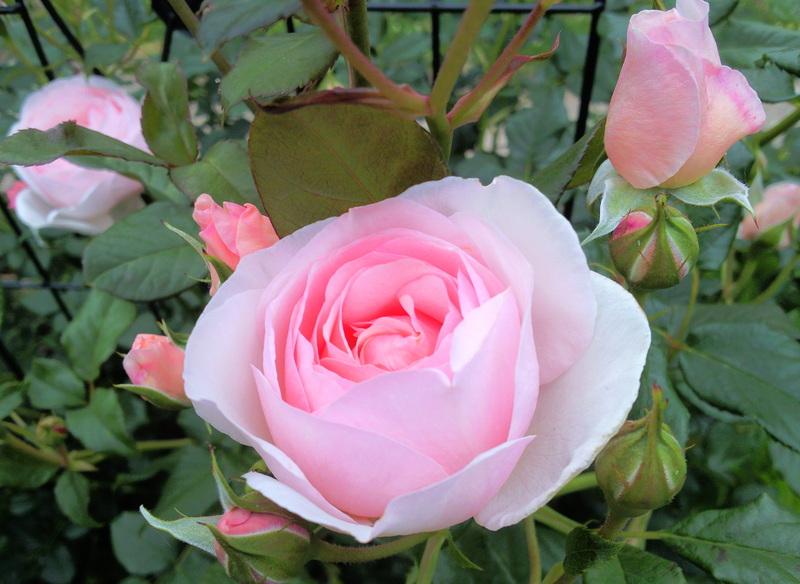 Photo of Rose (Rosa 'Heritage') uploaded by Tex68