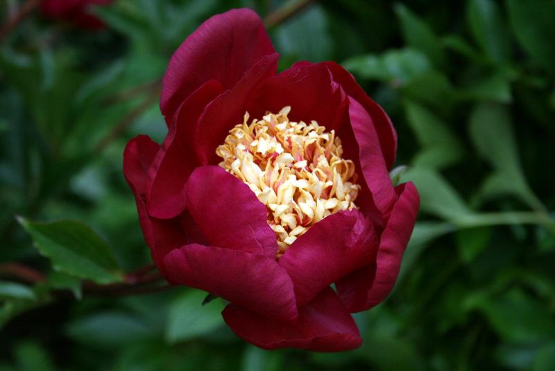 Photo of Peonies (Paeonia) uploaded by Calif_Sue