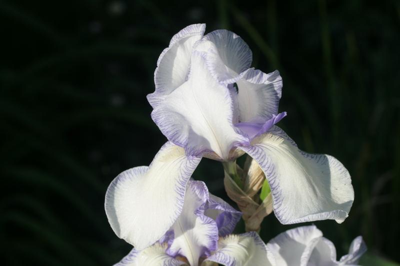 Photo of Tall Bearded Iris (Iris 'Ma Mie') uploaded by CLUSIANA
