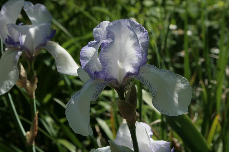Photo of Tall Bearded Iris (Iris 'Ma Mie') uploaded by CLUSIANA