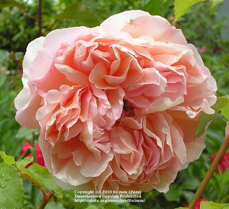 Photo of Rose (Rosa 'Oshun') uploaded by zuzu
