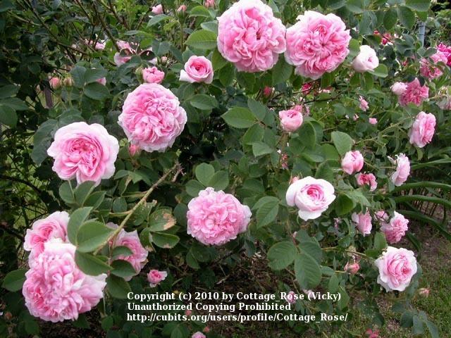 Photo of Rose (Rosa 'Queen of Denmark') uploaded by Cottage_Rose