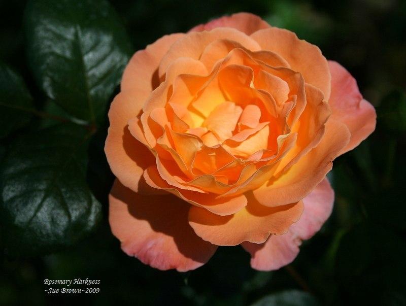 Photo of Rose (Rosa 'Rosemary Harkness') uploaded by Calif_Sue