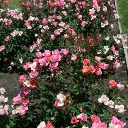 
San Jose Municipal Rose Garden