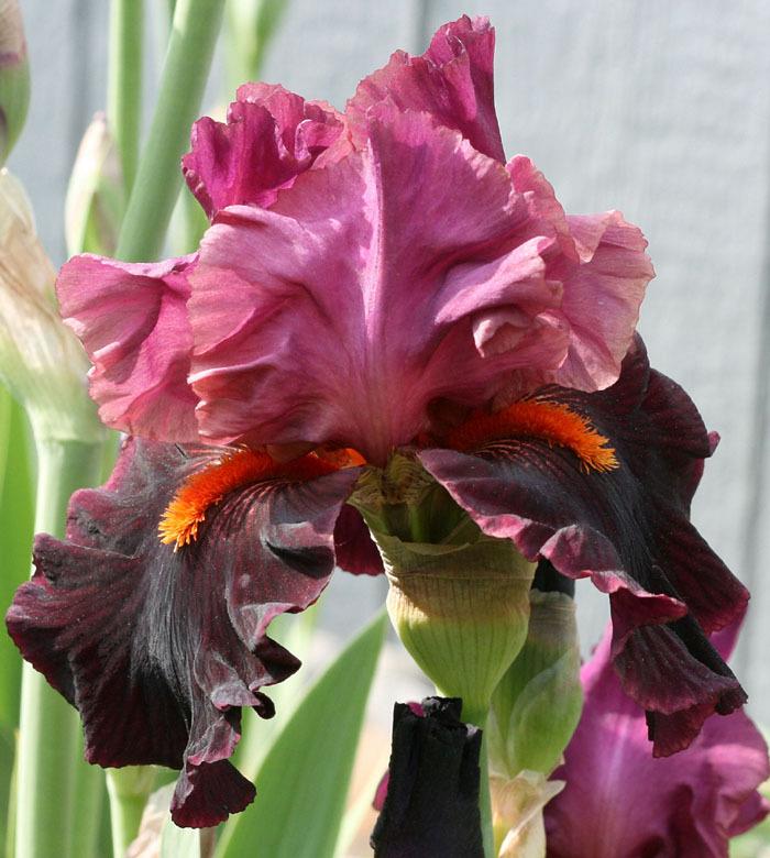 Photo of Tall Bearded Iris (Iris 'Fiery Temper') uploaded by MShadow