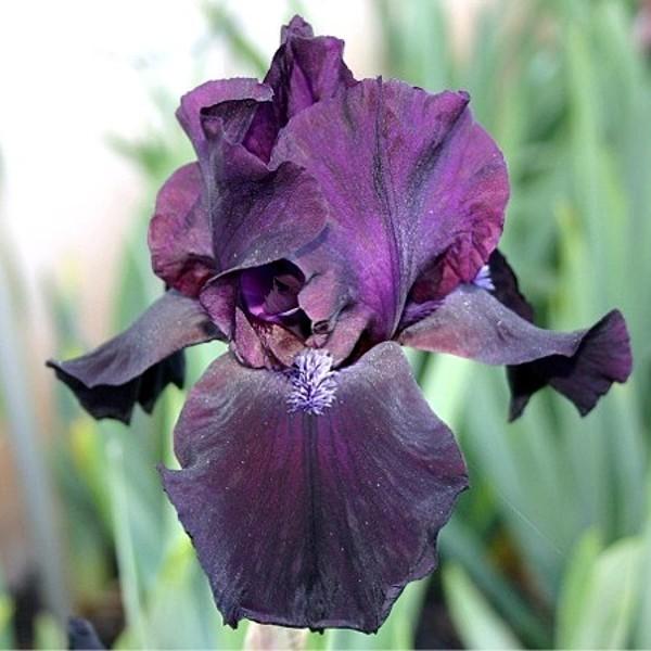 Photo of Tall Bearded Iris (Iris 'Before the Storm') uploaded by avmoran