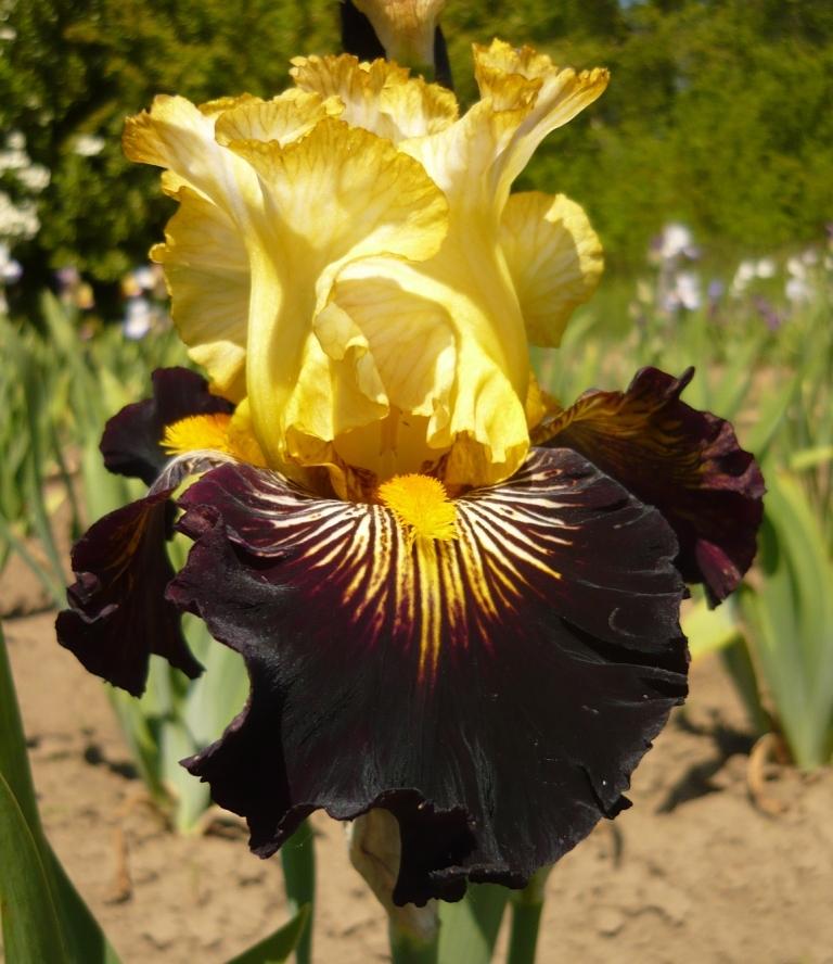 Photo of Tall Bearded Iris (Iris 'Reckless Abandon') uploaded by rshadlow