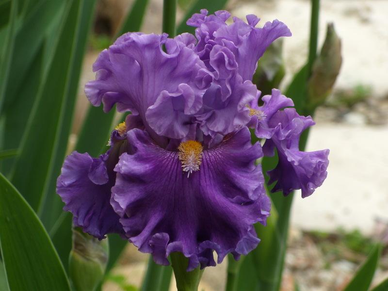 Photo of Tall Bearded Iris (Iris 'Foreign Scandal') uploaded by Betja