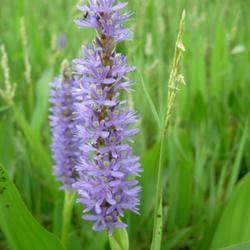 Location: Jefferson County, Texas
Date: August 14, 2008
Pickerelweed Bloom