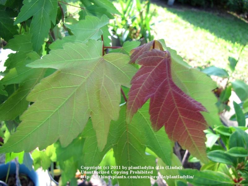 Photo of Maple (Acer) uploaded by plantladylin