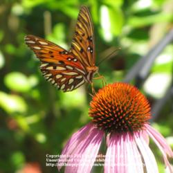 Location: #Pollination - Monarch Butterfly 
Date: June 10, 2010
#Pollination - Gulf Fritillary Butterfly visiting a bloom