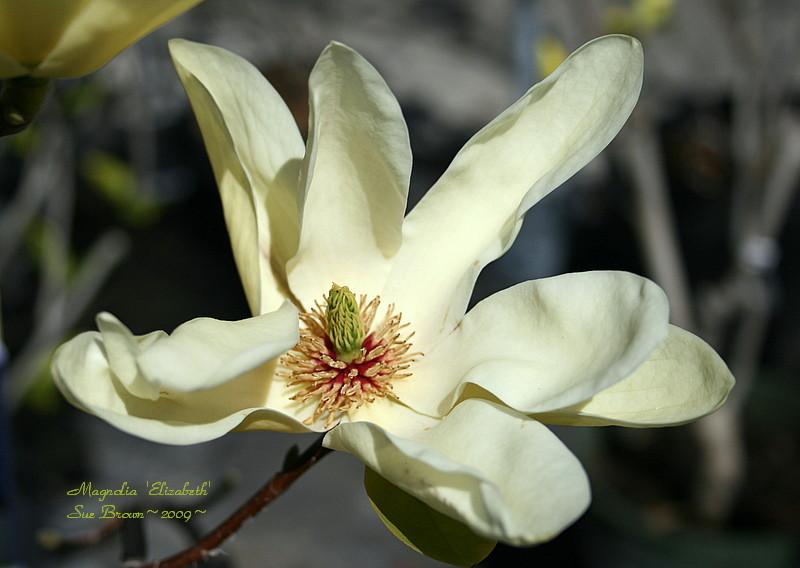Photo of Magnolia 'Elizabeth' uploaded by Calif_Sue
