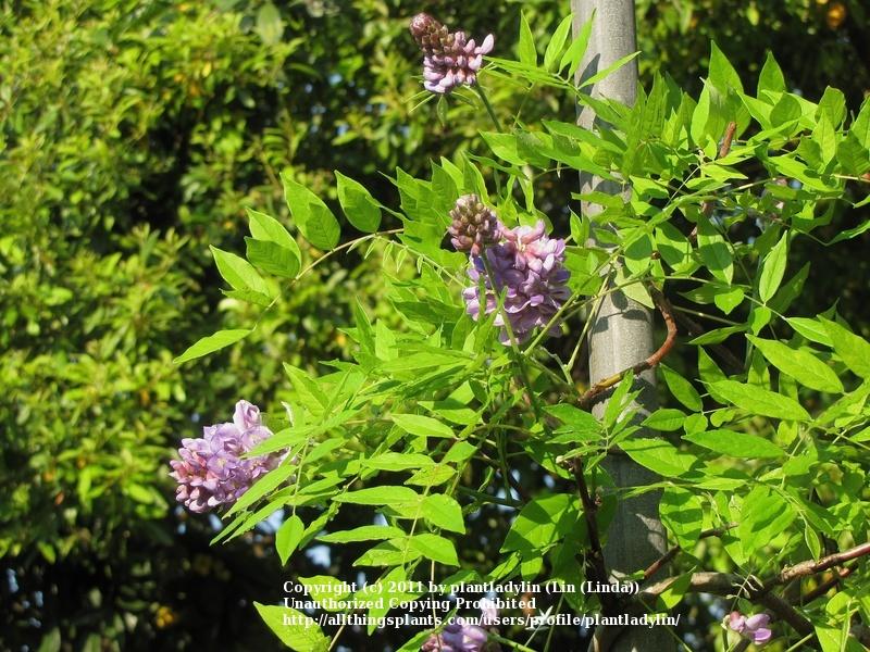 Photo of American Wisteria (Wisteria frutescens 'Amethyst Falls') uploaded by plantladylin