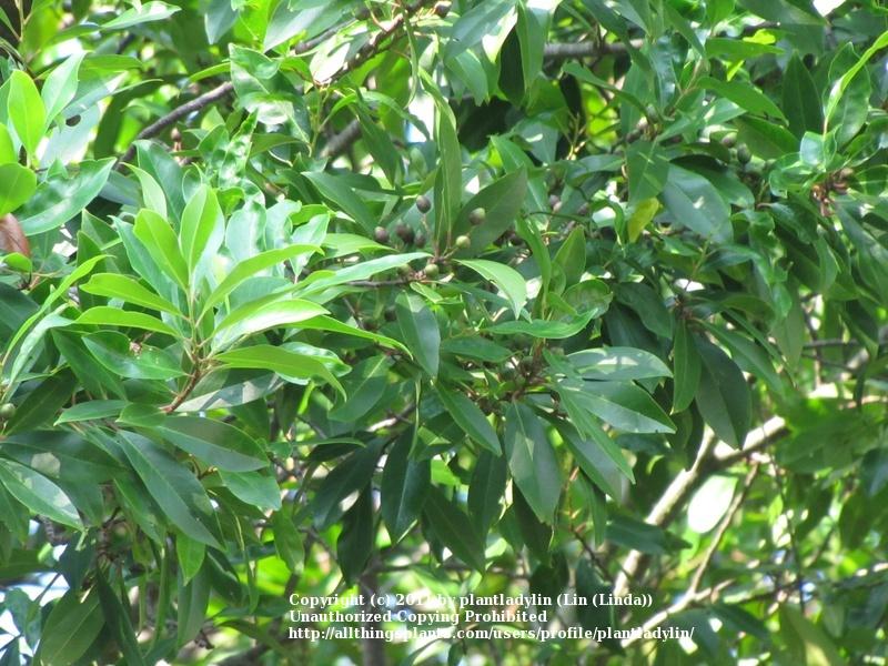 Photo of Carolina Laurel Cherry (Prunus caroliniana) uploaded by plantladylin