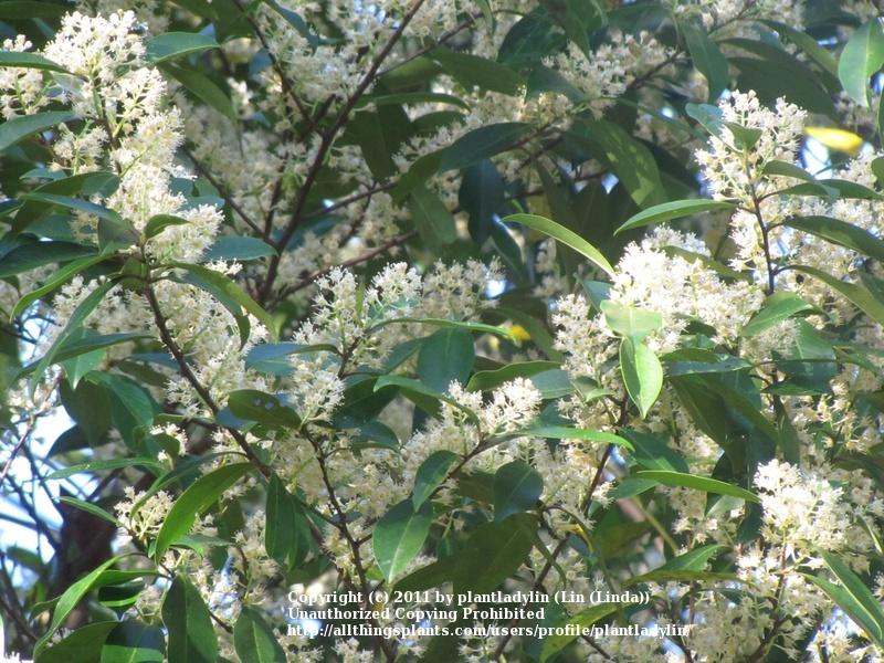 Photo of Carolina Laurel Cherry (Prunus caroliniana) uploaded by plantladylin