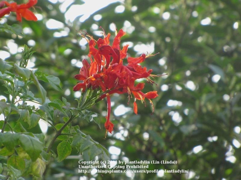 Photo of Cape Honeysuckle (Tecoma capensis) uploaded by plantladylin