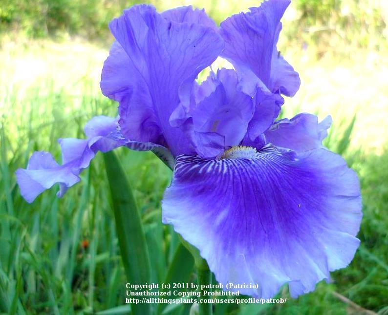 Photo of Tall Bearded Iris (Iris 'Money in Your Pocket') uploaded by patrob