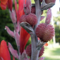 Location: Middle Tennessee
Date: 7/15/2011
Canna seed pods
