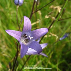 Location: Nature Reserve Gent, Belgium
Date: 22nd June 2009
Great bee plant!