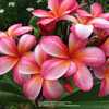 Beautiful multicolor plumeria from Hawai'i with distinctive white