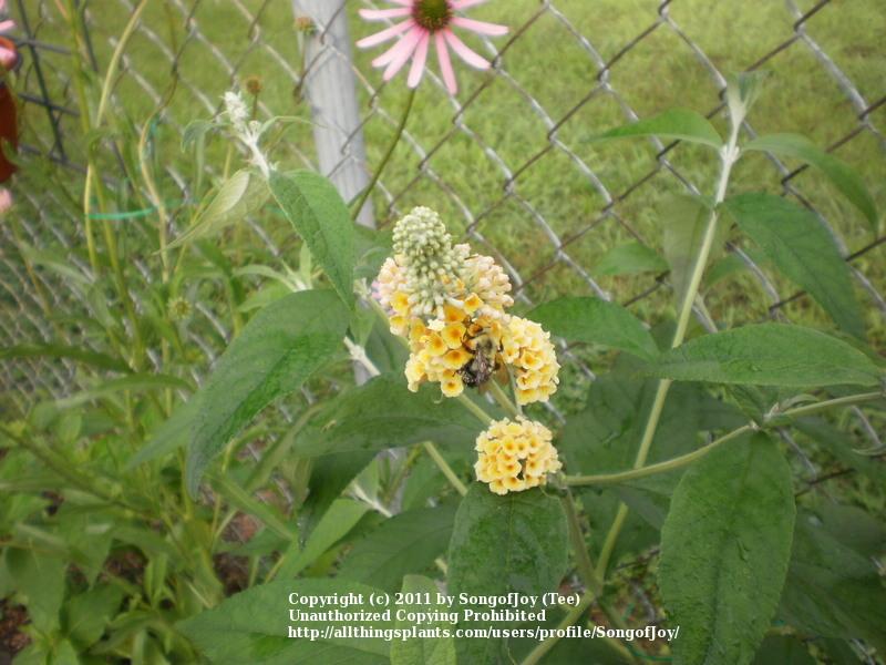 Photo of Butterfly Bush (Buddleja 'Sungold') uploaded by SongofJoy