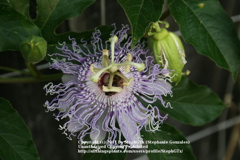 Photo of Maypop (Passiflora incarnata) uploaded by StephGTx