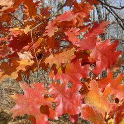 Location: Ontario, Canada
Date: October
fall foliage
