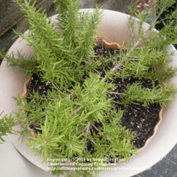 Location: Middle Tennessee
Date: 9/20/2011
a potted rosemary plant