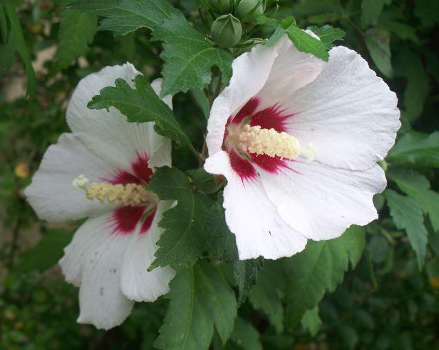 Photo of Roses of Sharon (Hibiscus syriacus) uploaded by Sharon