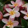 soft pink with yellow center, an attractive and sweet-smelling cu