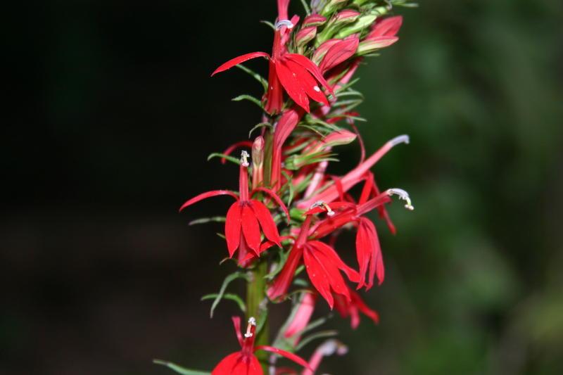 Photo of Cardinal Flower (Lobelia cardinalis) uploaded by dave