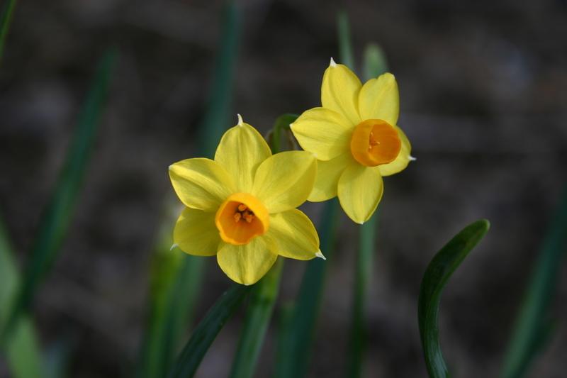 Photo of Daffodils (Narcissus) uploaded by dave
