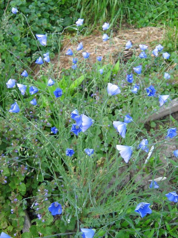 Photo of Blue Flax (Linum perenne) uploaded by gardengus