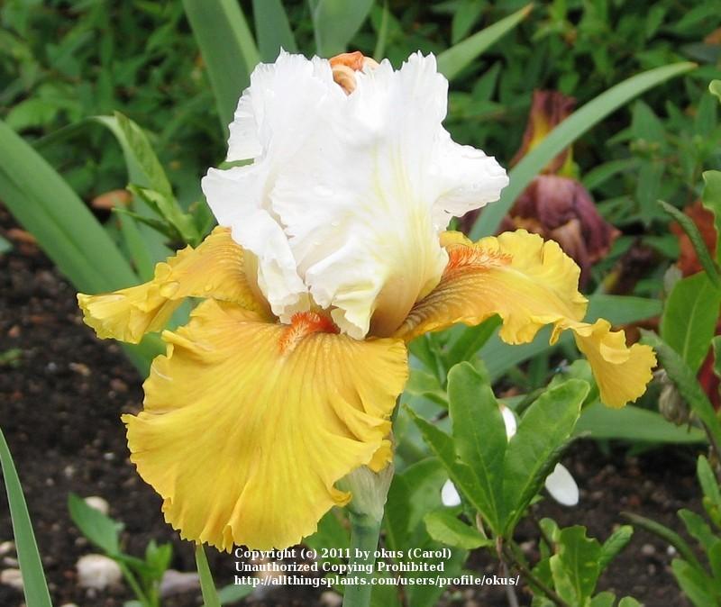 Photo of Irises (Iris) uploaded by okus