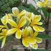 Large, striking bright yellow blooms in this attractive variety f
