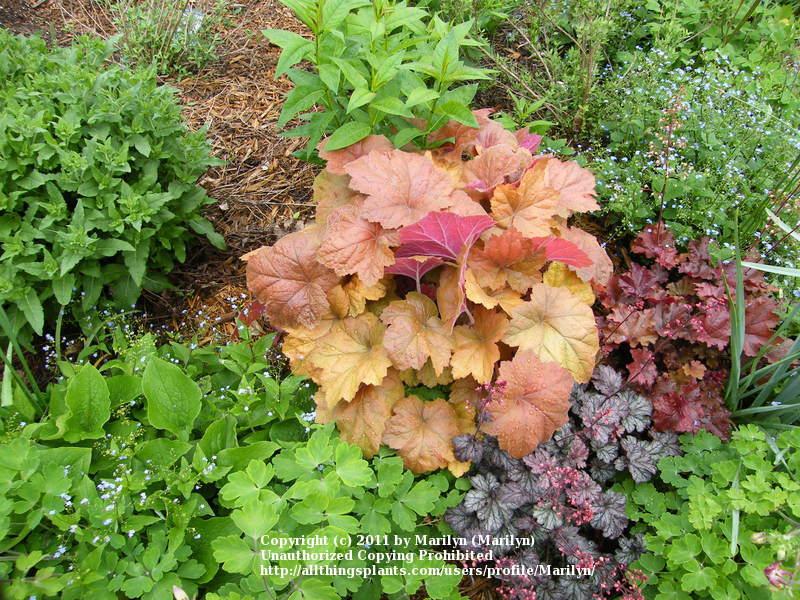 Photo of Coral Bells (Heuchera 'Southern Comfort') uploaded by Marilyn