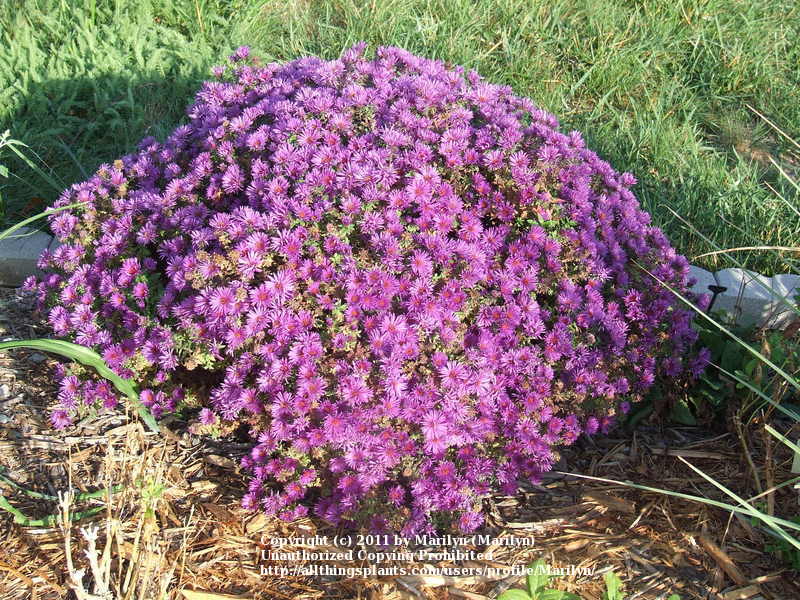 Photo of New England Aster (Symphyotrichum novae-angliae 'Purple Dome') uploaded by Marilyn
