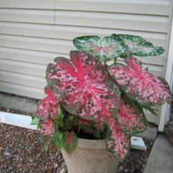 Location: Indiana  Zone 5
Date: Jul 17, 2008 4:16 AM
Caladium make great container plants