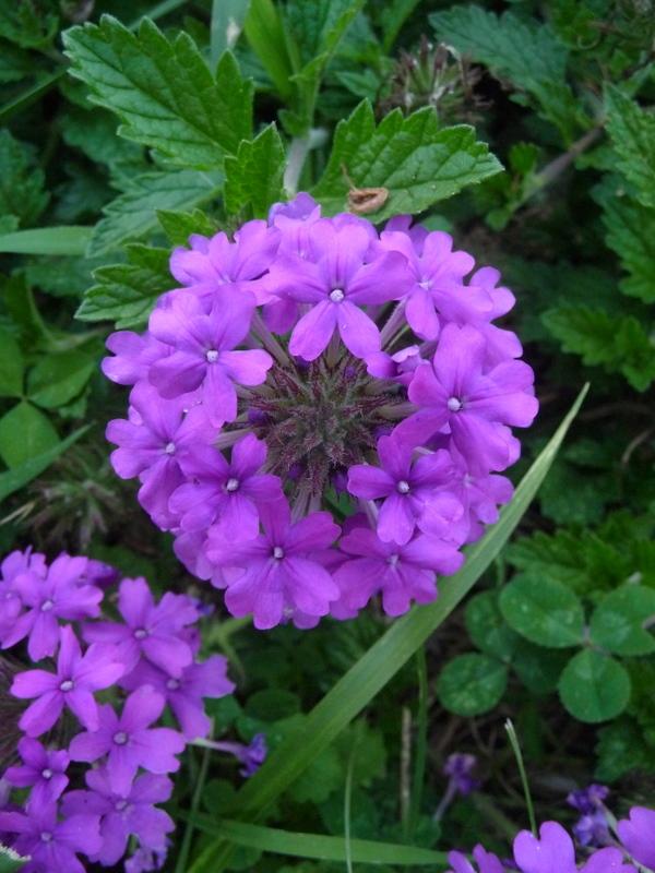 Photo of Purple Verbena (Verbena canadensis 'Homestead Purple') uploaded by gardengus