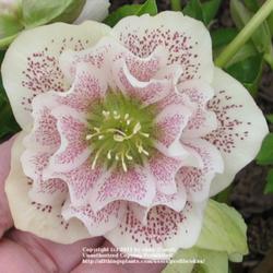 Location: Lincolnshire, England, UK
Date: Apr 1, 2010 
Easter Hellebore